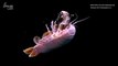 Giant Isopod Shows Off its ‘Under Stuff’ in Unusual, Seafloor Sighting
