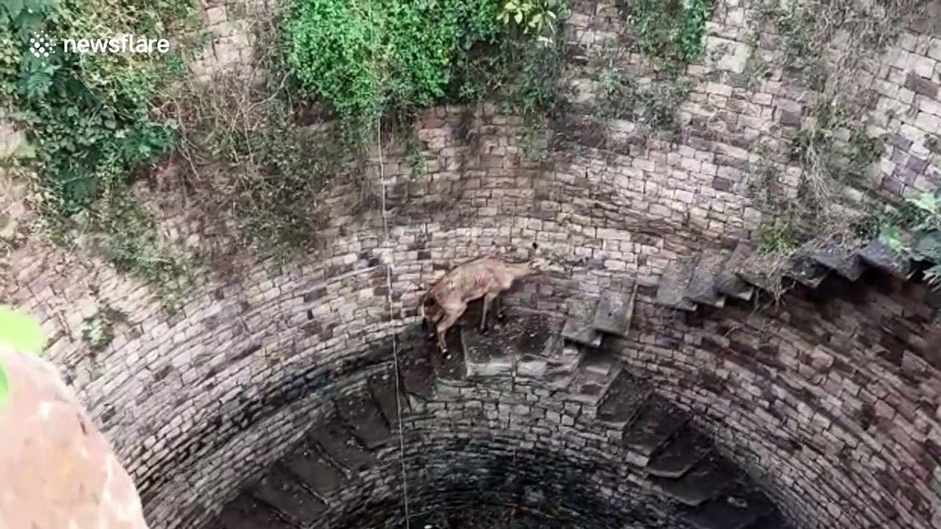 Forest department officials haul out antelope from 60-foot step-well in central India