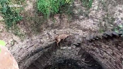 Forest department officials haul out antelope from 60-foot step-well in central India