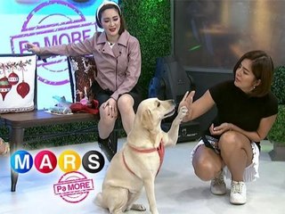 Mars Pa More: Alice Dixson's tips on training your dogs easily