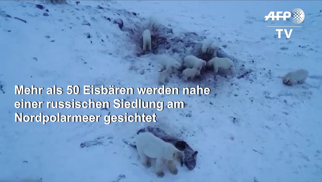 50 Eisbären fallen über Walross-Kadaver her