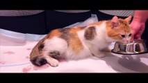 Naissance de 5 chatons filmée en intégralité !