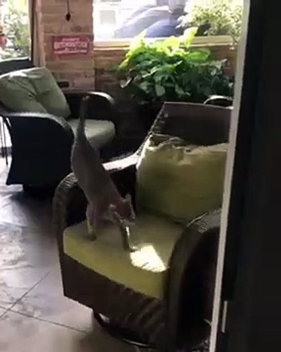 Un chat tourne en rond sur un fauteuil