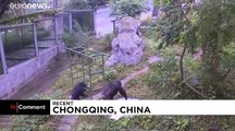 ویدئو؛ یک شامپانزه ۱۸ ساله در چین با علاقه لباس می‌شوید