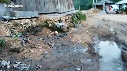 Plucky sparrow takes on chicken four times its size to protect her nest