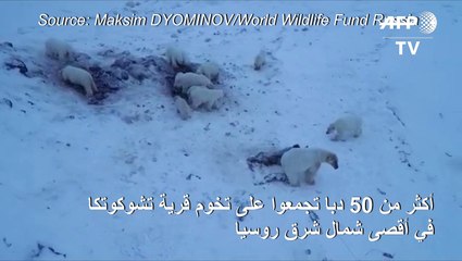 56 دبا على تخوم قرية روسية جراء التغير المناخي