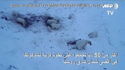 56 دبا على تخوم قرية روسية جراء التغير المناخي