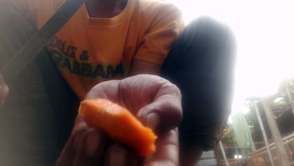 cara menanam mangga dari biji