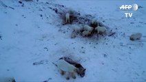 Ursos polares se aproximam de vilarejo na Rússia