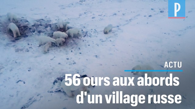 Un village russe cerné par les ours polaires