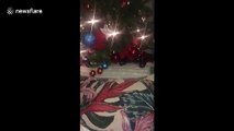 Cute cat tries to climb Christmas tree but ends up pulling the entire tree over
