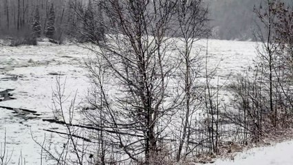 Pack of Coyotes on Moving Ice