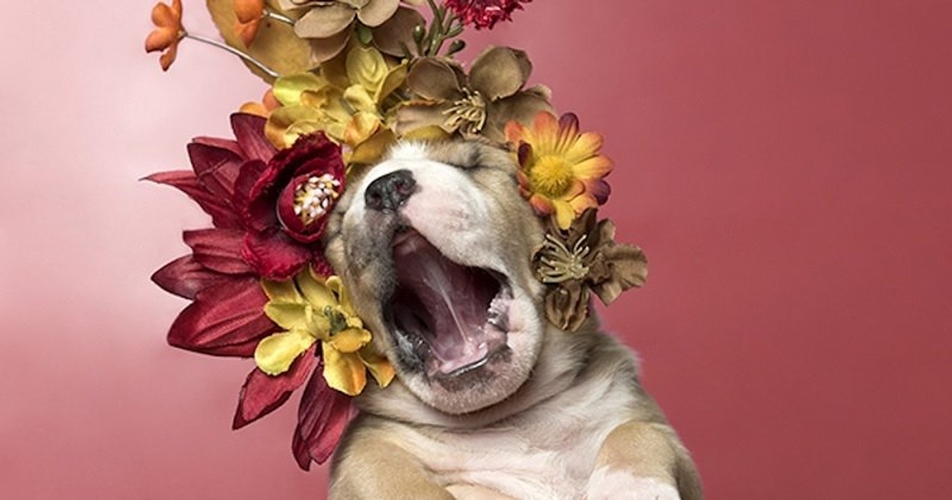 Pour contrer les clichés sur les pit bulls, cette photographe réalise des portraits d'eux avec des couronnes de fleurs pour une campagne d'adoption