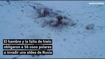 Hambre y falta de hielo obligó a 56 osos polares a invadir una aldea de Rusia