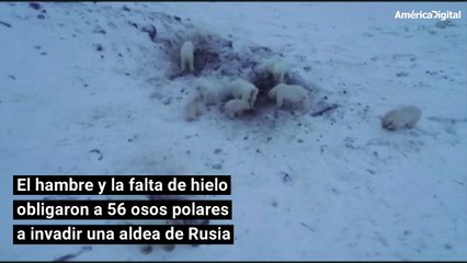 Hambre y falta de hielo obligó a 56 osos polares a invadir una aldea de Rusia