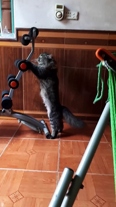Kitty Cat Hits the Gym