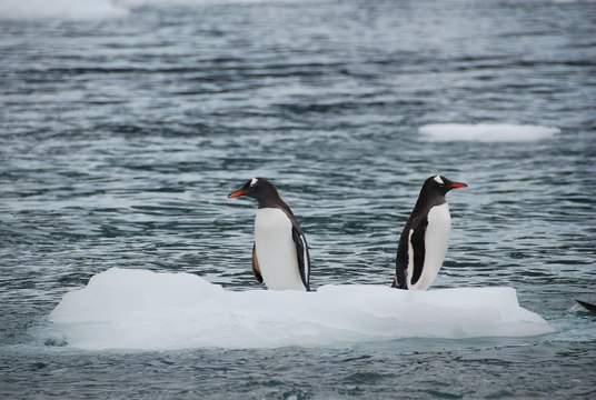 Así derrite el calentamiento global el hielo 'eterno' de la Antártida