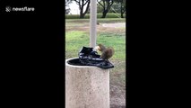 Gains! Sneaky squirrel jumps in trash for protein bar wrapper