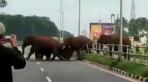 Un troupeau d'éléphants détruit les barrières en bord de route pour traverser
