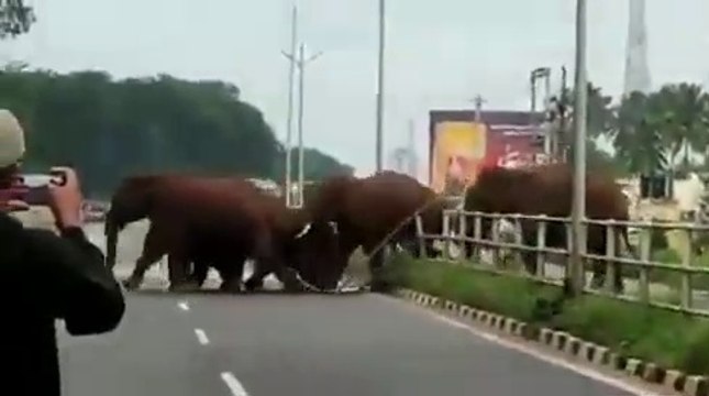 Un troupeau d'éléphants détruit les barrières en bord de route pour traverser