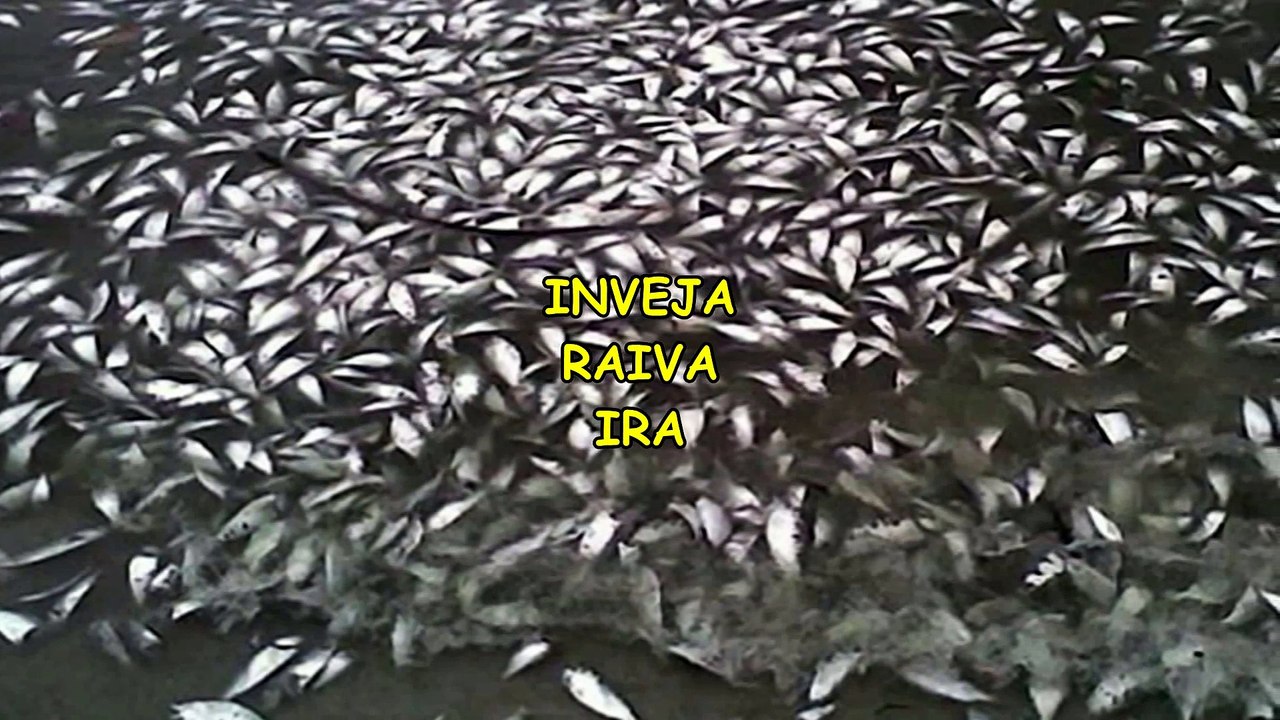 sonhar com peixe morto, o que significa