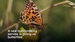 Conservation Breakthrough for Endangered Butterfly