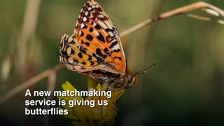 Conservation Breakthrough for Endangered Butterfly