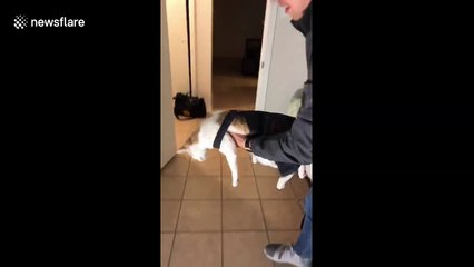 Texas cat hates his overalls and gets broken overall