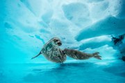 Antártida : Así es la 'secreta' vida submarina bajo el hielo eterno