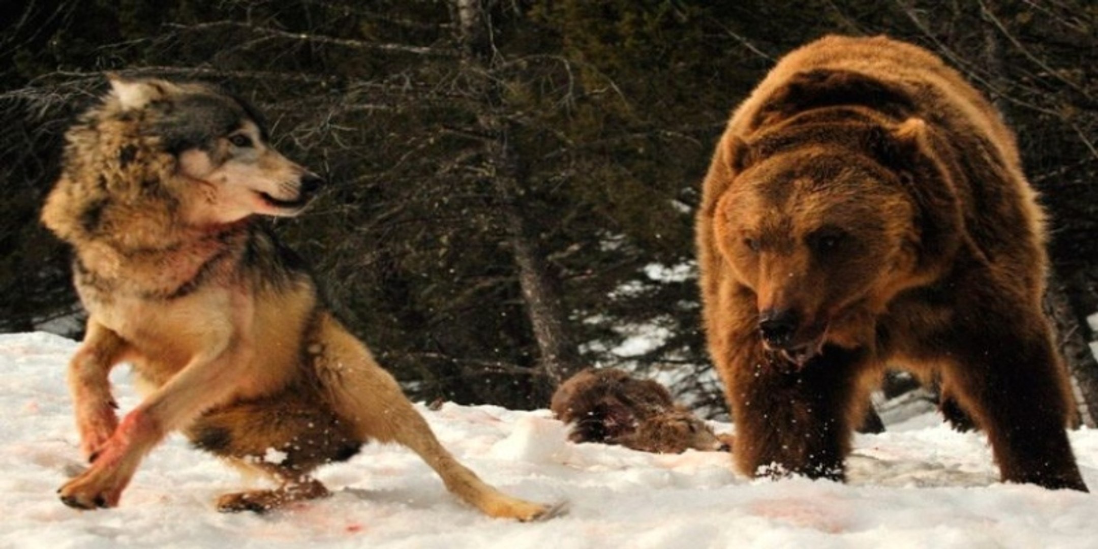 Oso Grizzly Vs Lobo