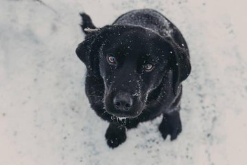 Why Do Dogs Love Snow So Much?