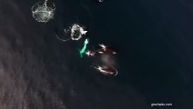 Ballenas devoran a un tiburón blanco
