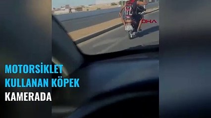 Motorsiklet süren köpek kamerada