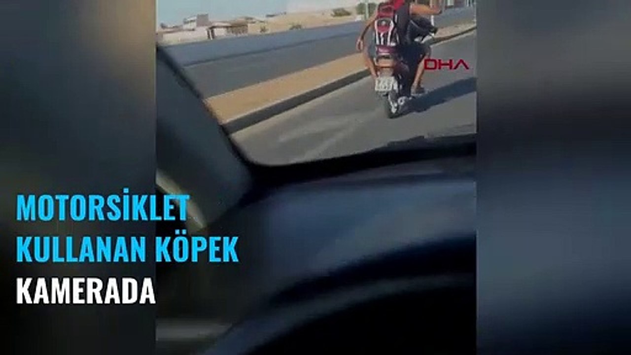 Motorsiklet süren köpek kamerada