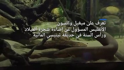 شاهد: شجرة عيد الميلاد تضيء وتصدر أصوات بأمر من سمكة أنقليس