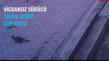 Vicdansız sürücü yavru kediyi ezip kaçtı