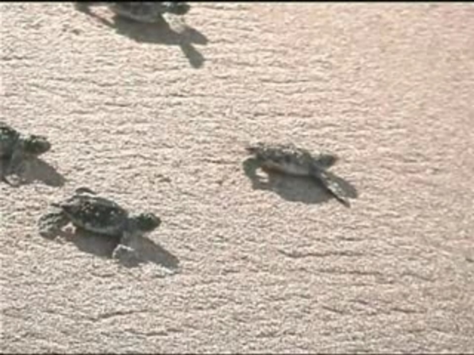 Young turtles in Sri Lanka