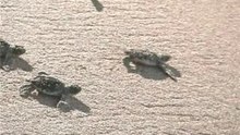 Young turtles in Sri Lanka