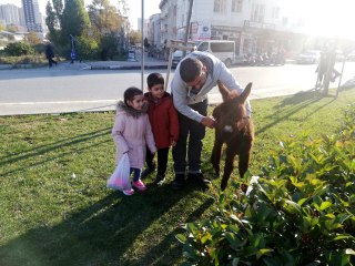 Yüksek binalar arasında otlanan eşek ve sıpa görenleri şaşkına çevirdi