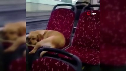 İstanbul’da otobüs şoföründen insanlık örneği