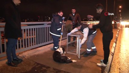 Kazada yaralanan köpeğin imdadına vatandaşlar yetişti