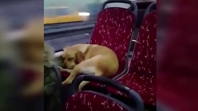 Beşiktaş’ta şoförün otobüse aldığı köpeğin videosu sosyal medyada büyük ilgi gördü