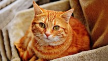 Este gato 'habla' con un perfecto acento sureño de EE.UU. y los usuarios no pueden parar de verlo