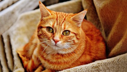 Este gato 'habla' con un perfecto acento sureño de EE.UU. y los usuarios no pueden parar de verlo