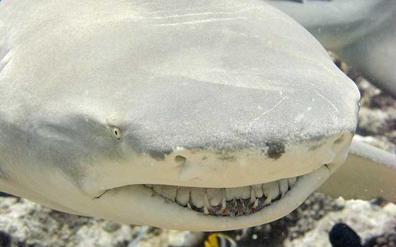 Este tiburón limón salta sobre una roca y se merienda a cientos de sardinas de un bocado