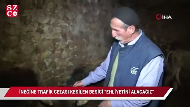 İneğe trafik cezası yazıldı! Sahibi Ehliyetini alacağız dedi