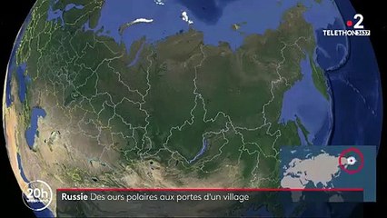 Russie : 56 ours blancs aux portes d'un village en quête de nourriture