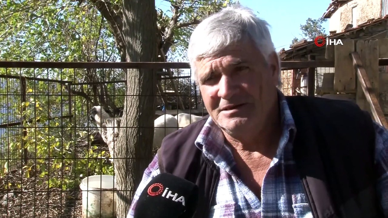 İkiz Doğuran Koyunlar Ardından Beşiz Dünyaya Getirerek Sahibini Sevince Boğdu