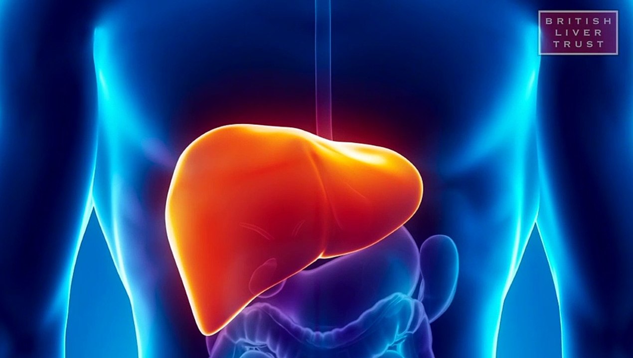 Alcohol and your liver