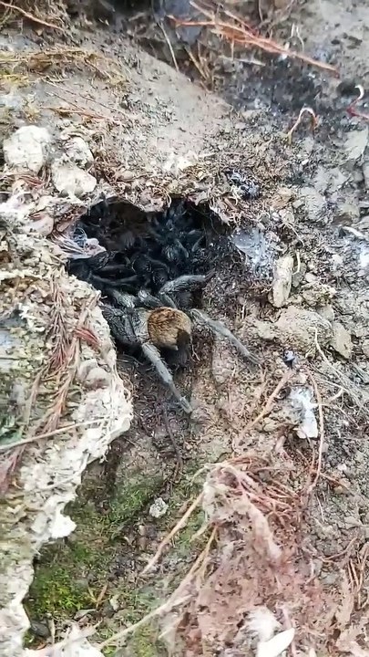 Furry Spider With Scurrying Babies